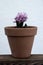Pink hyacinth opening in a clay pot