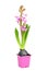 Pink hyacinth plant