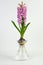 Pink hyacinth in vase