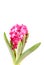 Pink hyacinth on white background.