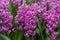 Pink hyacinths field Spring flowers background Netherlands