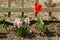 Pink Hyacinths or Hyacinthus flowering plant full of small fully open blooming flowers growing next to bright red tulip flower in