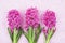 Pink hyacinths on pink background
