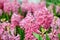 Pink hyacinthus