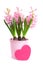 Pink Hyacinthus with felt heart