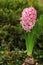 Pink Hyacinthus Orientalis