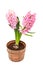 Pink Hyacinthus orientalis flowers in a brown vintage flowerpot, garden hyacinth isolated on white background