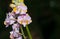 Pink hybrid Aerides orchid flower