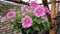 Pink hybrid petunia flower blooming and usually hanging at home as ornamental plant