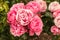 Pink hybrid roses in bloom