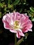 Pink hybrid silver parrot tulip