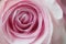 Pink hybrid tea rose