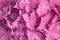 Pink hydrangea background