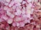 Pink Hydrangea background. Hortensia flowers surface