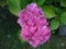 Pink hydrangea beautiful the flower color large inflorescence.