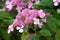 Pink hydrangea blooms