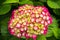 Pink hydrangea blooms
