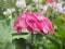 Pink hydrangea blooms. Rose petals of a flower Bud after rain