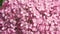 pink hydrangea blossom background. macro footage