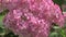 Pink hydrangea blossom in garden at sunny morning. Close up footage