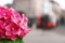Pink hydrangea and blurred city scene with tram