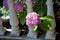 Pink hydrangea bush