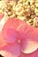 pink Hydrangea closeup micro art