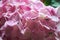 Pink Hydrangea Detail Flower Nature