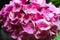 Pink Hydrangea Detail Plants Flower