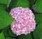 Pink Hydrangea Flower