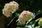 Pink hydrangea flowers.