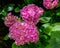 Pink hydrangea flowers.
