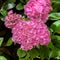 Pink hydrangea flowers.