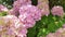 Pink Hydrangea flowers.