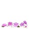 Pink Hydrangea flowers background