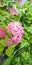 pink hydrangea flowers bouquet flowering macro bud flora greens summer