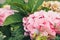 Pink hydrangea flowers in full bloom in a garden. Hydrangea bushes blossom on sunny day. Flowering hortensia plant.