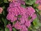 Pink Hydrangea flowers in the garden