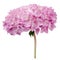 Pink Hydrangea Flowers Isolated on White Background