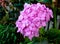 Pink Hydrangea flowers, Pink Power