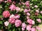Pink Hydrangea Flowers in Summer in June