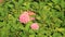 Pink hydrangea flowers in the warm rays of the sun