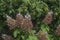 Pink Hydrangea In Front Of Evergreen Tree