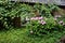 Pink hydrangea in front of old house