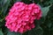 Pink hydrangea growing in the garden