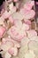 Pink hydrangea (hortensia) flowers