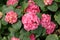 Pink hydrangea macrophylla