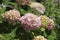 Pink hydrangea macrophylla