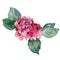 Pink hydrangeas. Floral botanical flower. Wild spring leaf wildflower isolated.