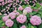 Pink hydrangeas flower